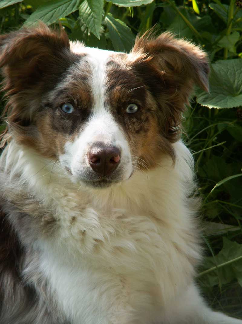 Meine Keely